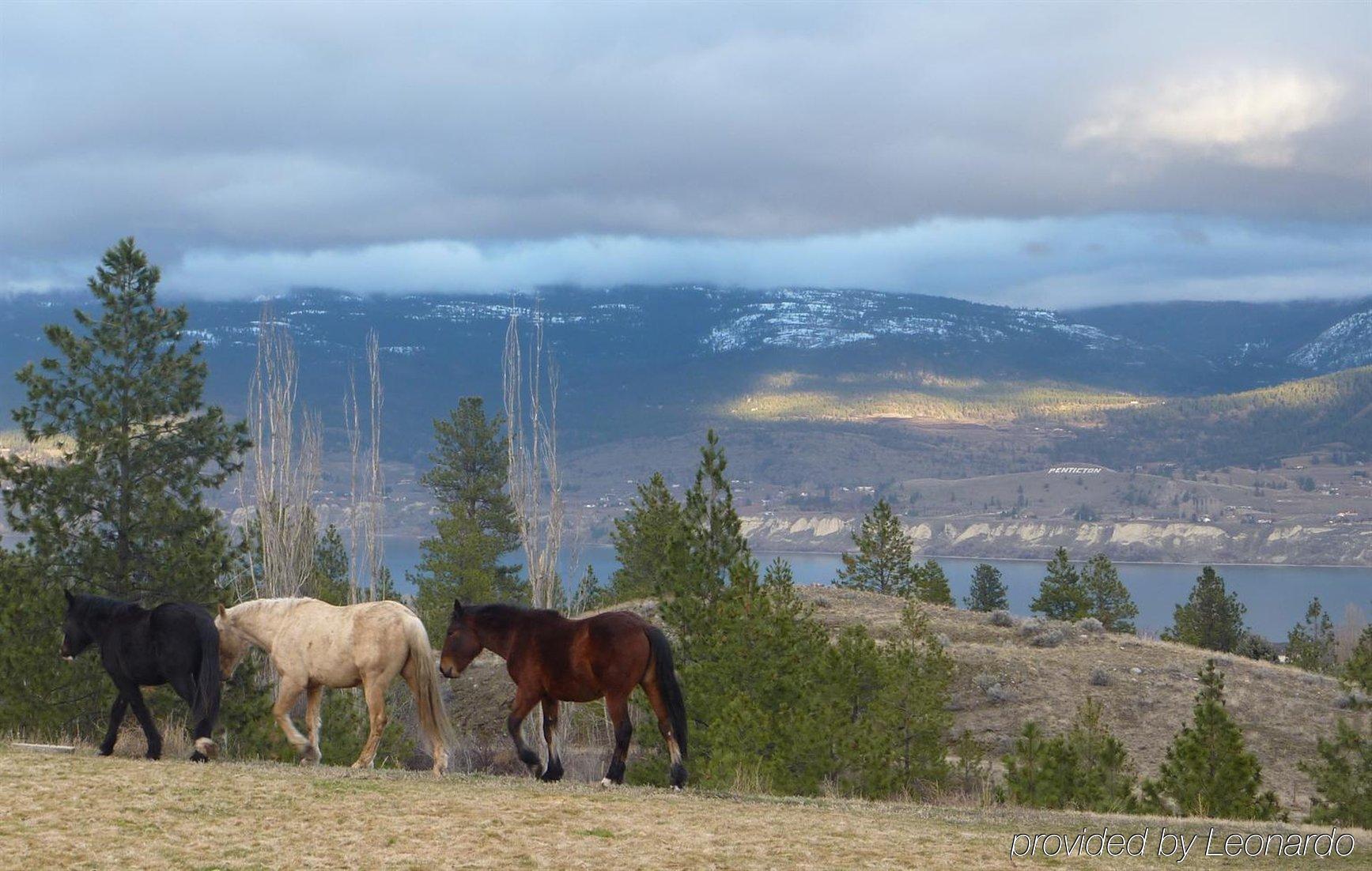 Royal Bed & Breakfast Penticton Bagian luar foto